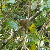 Purple-crowned Fairy